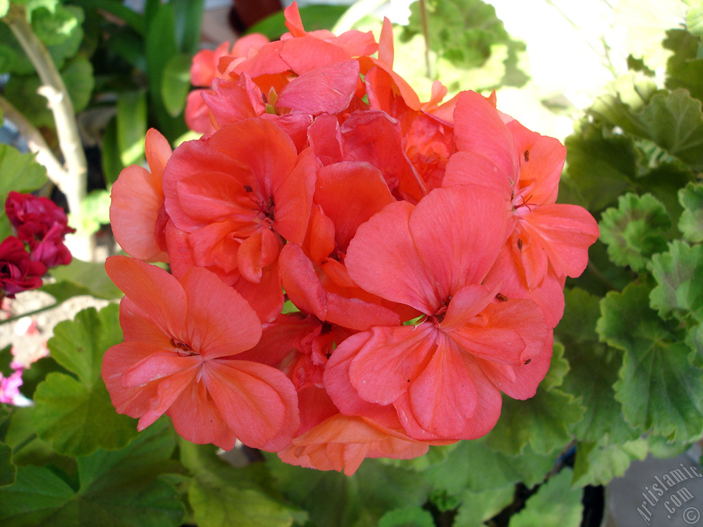 Red Colored Pelargonia -Geranium- flower.
